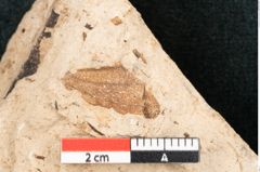 Foto (Detailansicht) von Callitris brongniartii Endl. (NHMW-GEO-2024-0188-8207)